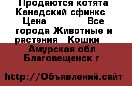 Продаются котята Канадский сфинкс › Цена ­ 15 000 - Все города Животные и растения » Кошки   . Амурская обл.,Благовещенск г.